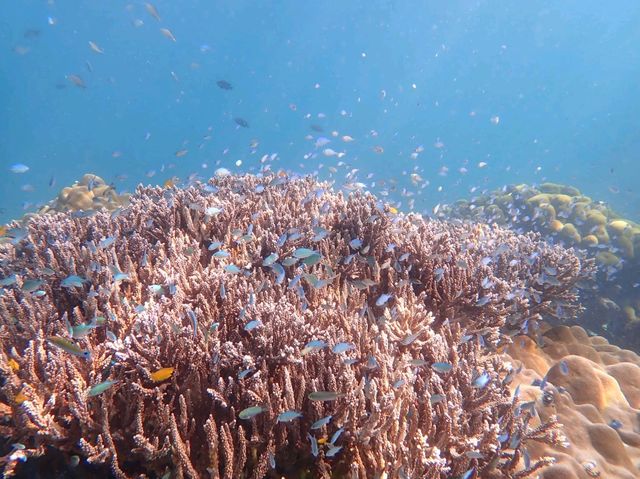ชมทุ่งประการังที่เกาะย่านเชือก|ทะเลพม่า