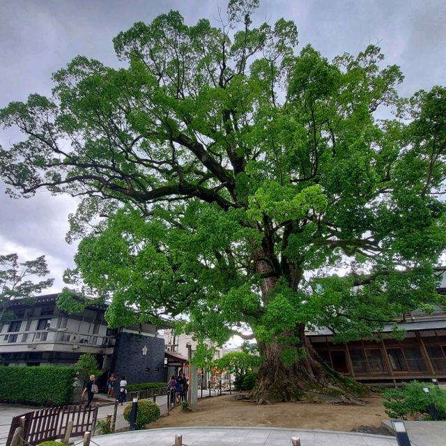 ชมสวนญี่ปุ่นกับต้นไม้เก่าแก่ ที่ศาลเจ้าดาไซฟุ ชมสวนญี่ปุ่นกับต้นไม้เก่าแก่ ที่ศาลเจ้าดาไซฟุ