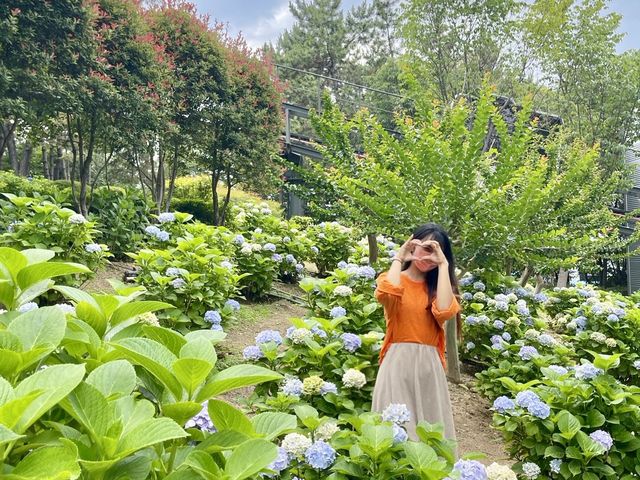 울산의 숨은 수국 핫플 💐 동화속같이 예쁜 수국정원💖