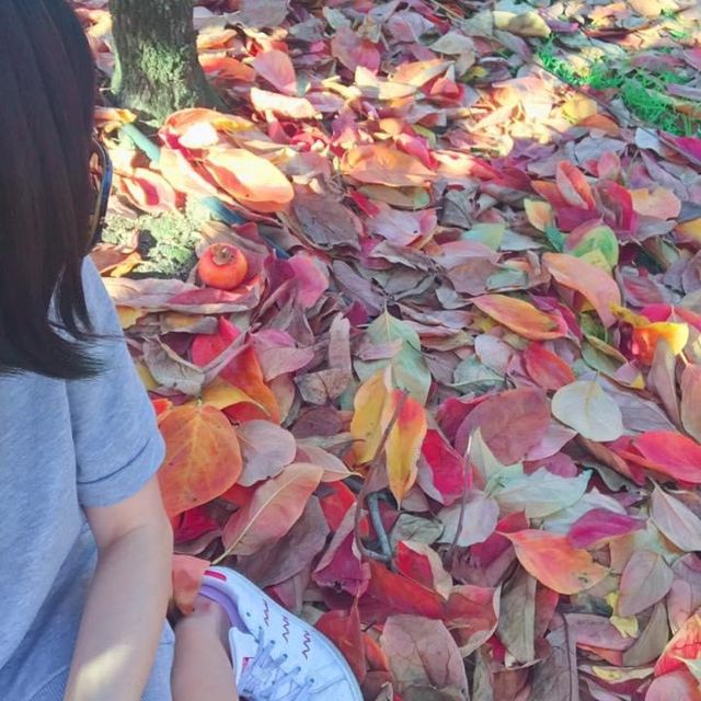 伯斯景點丨季節限定！金黃色大道柿子園Raeburn Orchards