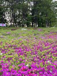 ❤️군포 철쭉축제는 철쭉동산에서 보기❤️