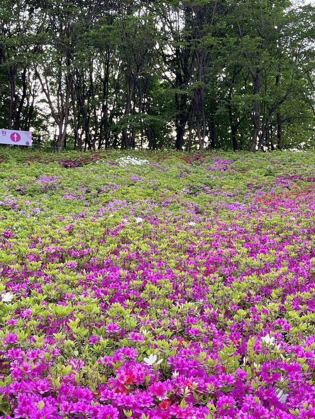 ❤️군포 철쭉축제는 철쭉동산에서 보기❤️