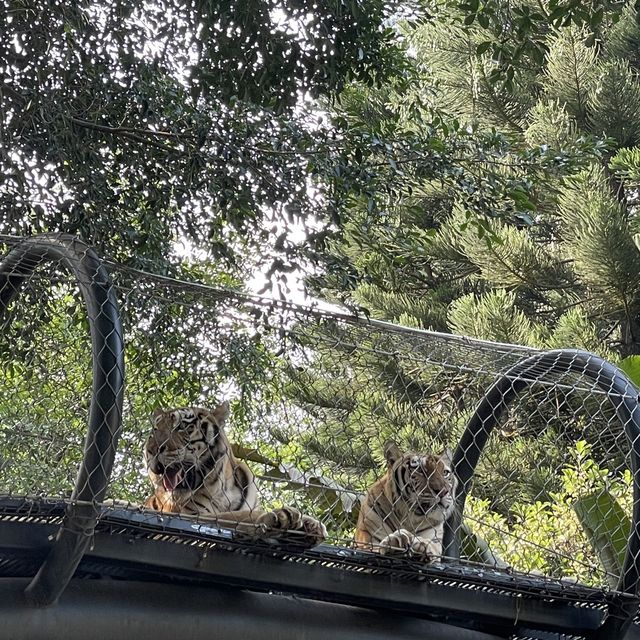 深圳野生動物園👍🏻餵長頸鹿🦒初體驗😌福田30分鐘距離