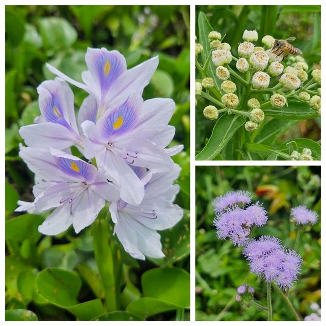 尋找鳳眼藍的芳蹤