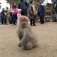 Snow Monkey Encounter at Jigokudani Yaen Koen