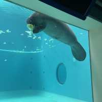【沖縄】絶対に行きたい！美ら海水族館
