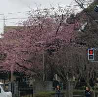 Gumyo-ji