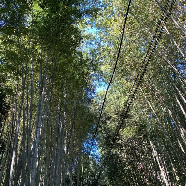 嵐山竹林の小径（ちくりんのこみち）京都の人気観光スポット