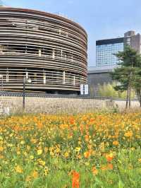 코스모스 밭으로 펼쳐진 인사동 공원, 열린송현 녹지광장🌼