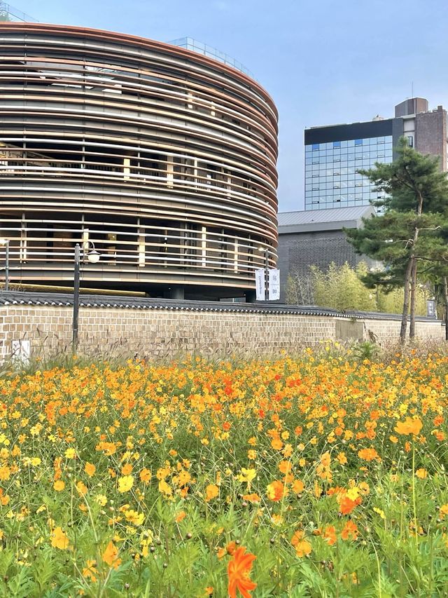 코스모스 밭으로 펼쳐진 인사동 공원, 열린송현 녹지광장🌼