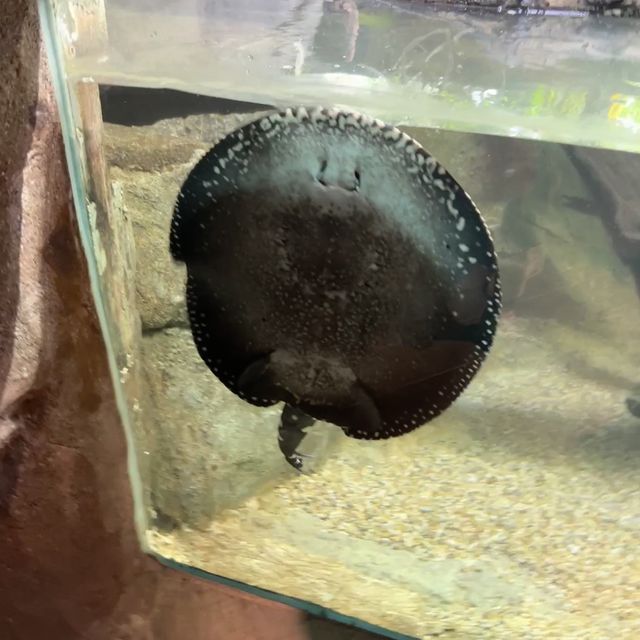 新加坡動物園 singapore zoo - 很適合小朋友去的景點
