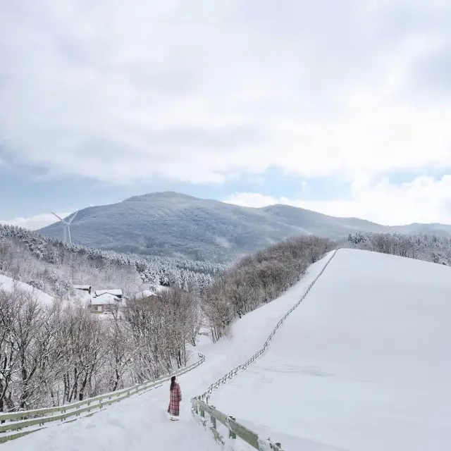 눈꽃세상❄️ 대관령 양떼목장