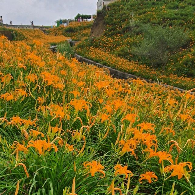 一生必來一次的限定花景