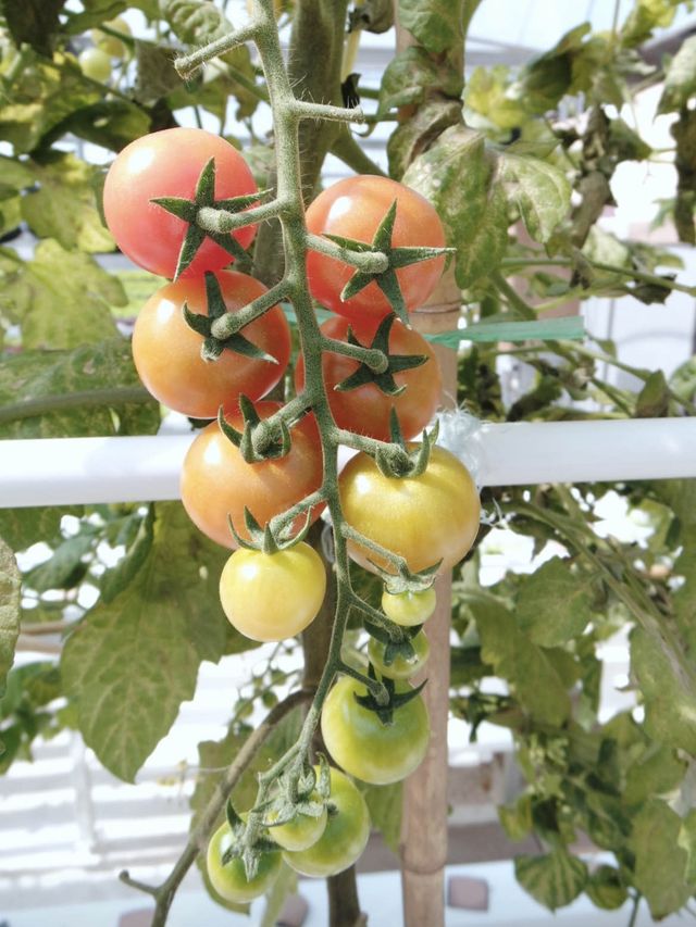 參觀粉嶺鶴藪永霖花園及水耕菜場