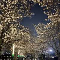 수원 벚꽃여행 🌸 바로 여기! ‘만석공원’ 