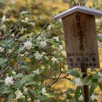 花花世界～天龍寺～熱門景點