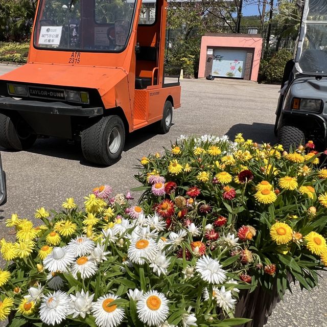 城市綠洲賞花
