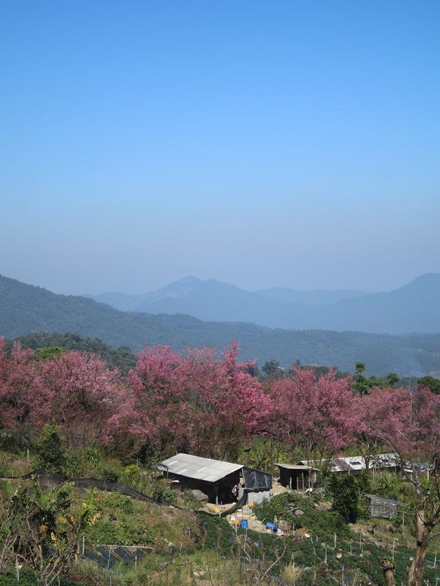 สะพานซากุระ ขุนวาง เชียงใหม่🏕️🗻🌸