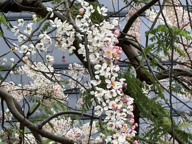 香港賞花 | 中環美利酒店古樹節果決明