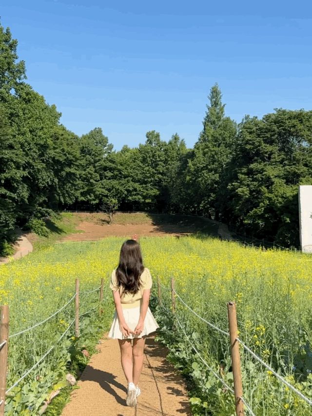 💛올림픽공원 들꽃마루 유채꽃💛