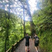 桃園景點｜拉拉山神木群步道