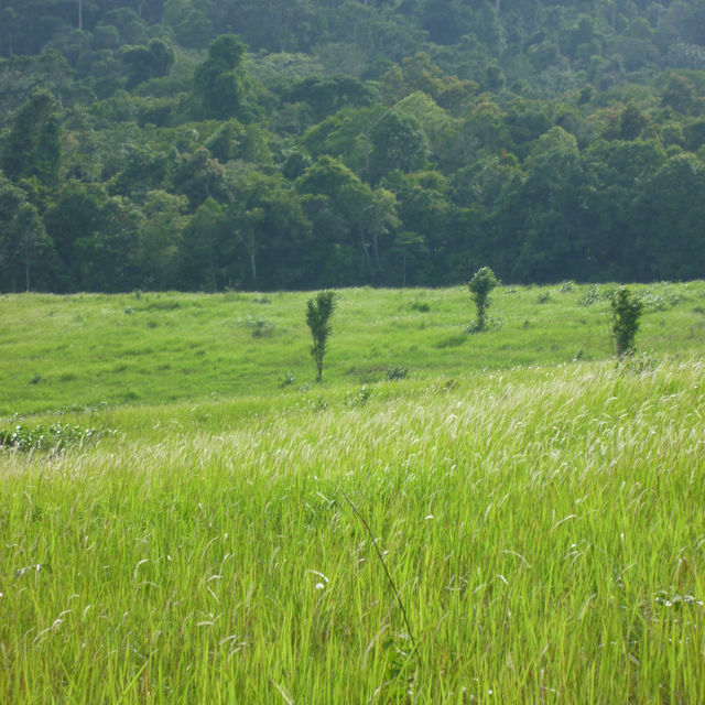 ไปเขาใหญ่แวะหอดูสัตว์หนองผักชีได้นะ