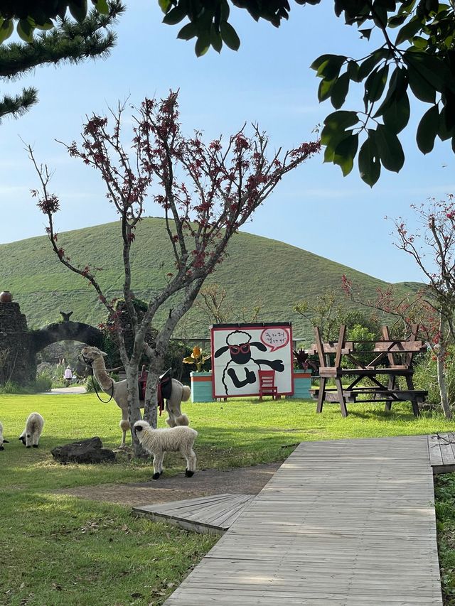 다양한동물들을 직접만지고 밥도주는 제주새별프렌즈