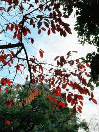 秋天必去的好去處，九龍公園！🍂🍁