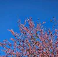 ไปหมู่บ้านสีชมพู ดูซากุระเมืองไทย 🌸