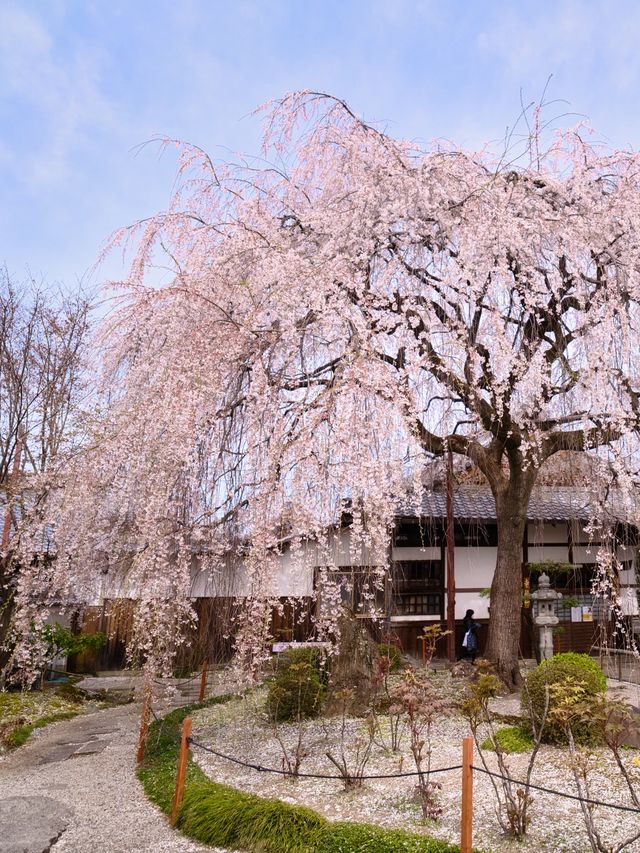 迷ったらココ！京都×桜 8選とルートプラン🌸