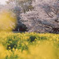 【東京】「昭和記念公園」が春の最強スポットすぎる🌸