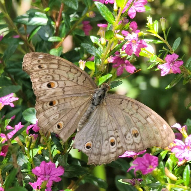 말레이시아 페낭 '나비정원' Entopia by Penang Butterfly Farm