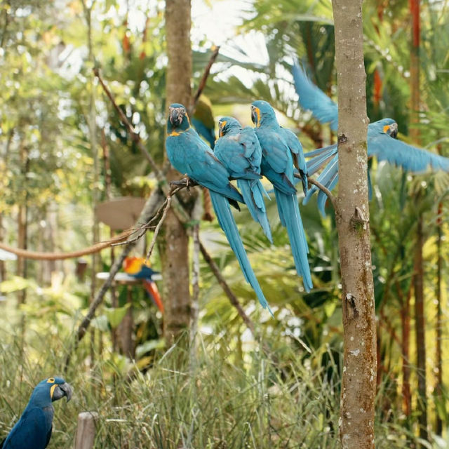 吉隆坡飛禽公園：羽毛艷麗，適合全家一同來