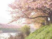 静岡河津町の河津桜