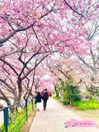 【河津桜まつり/静岡県】河津桜見るなら河津町へ