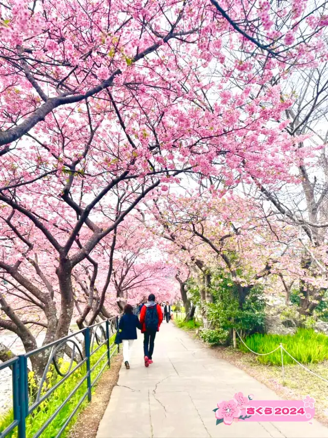 【河津桜まつり/静岡県】河津桜見るなら河津町へ