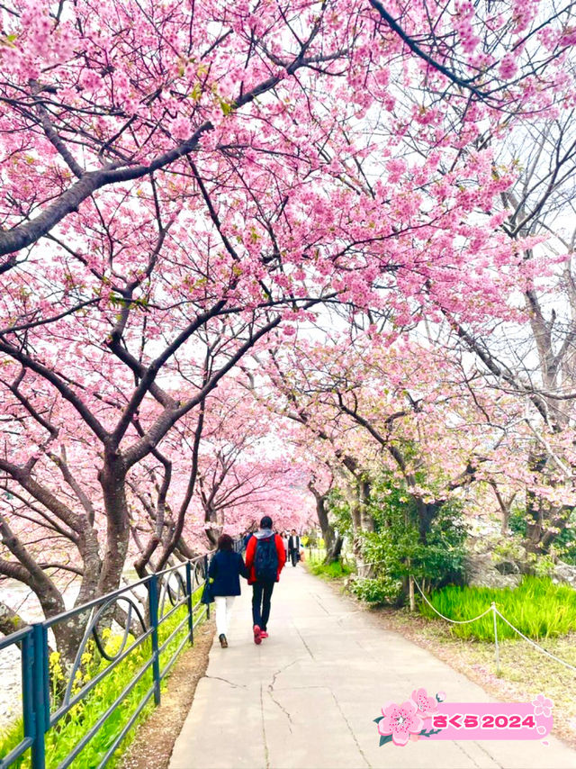 【河津桜まつり/静岡県】河津桜見るなら河津町へ