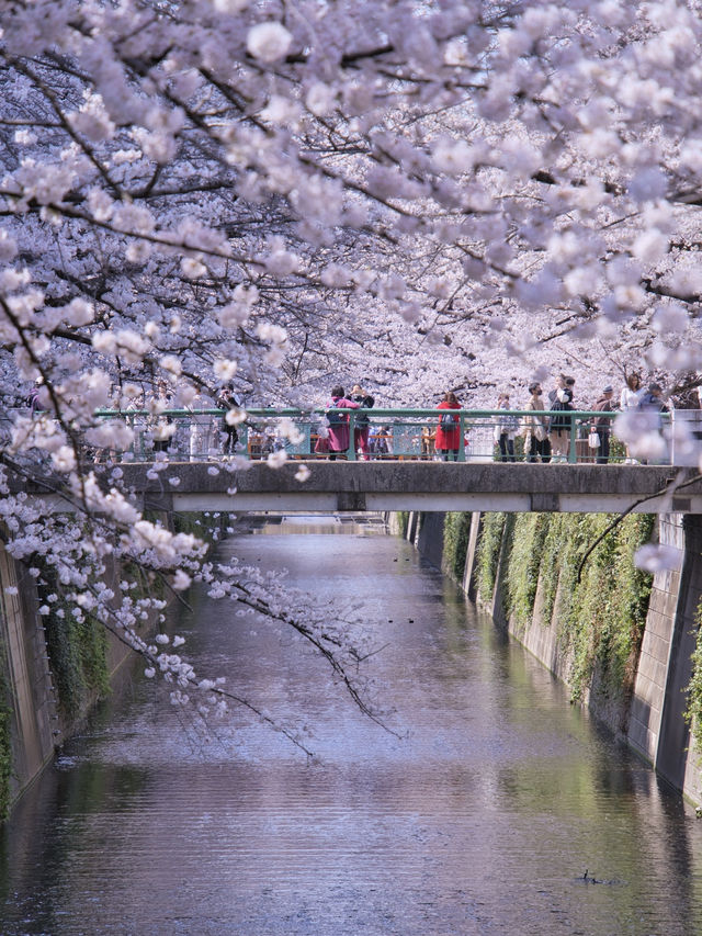 総距離4km‼️川沿いの道のりを歩いて桜を堪能しよう🌸花見クルーズもある⁉️※撮影ポイント(場所)情報付き