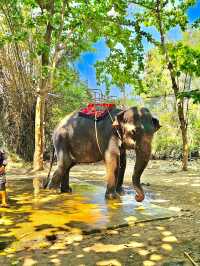 Elephant Village, Hua Hin 