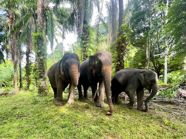 Krabi Elephant Heaven