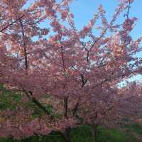 【山田池公園】一足早い河津桜は満開です！