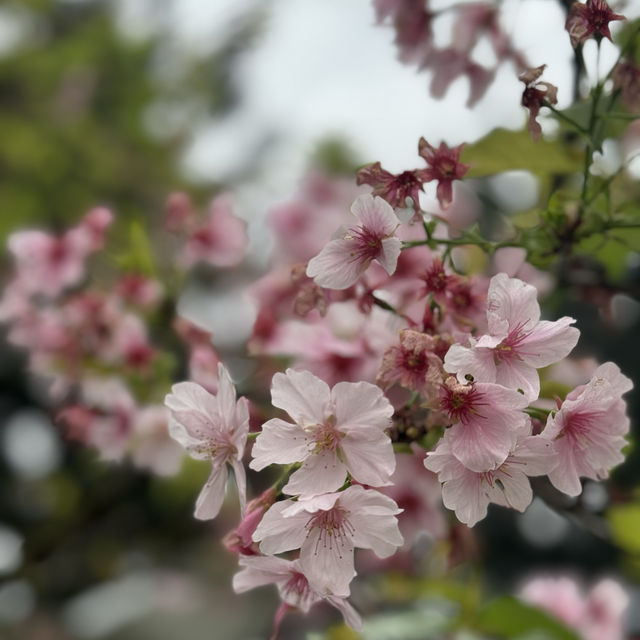 SAKURA.......CHIANGKAI-SHEK TAIPE 🌸