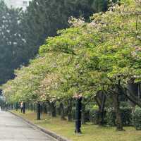 SAKURA.......CHIANGKAI-SHEK TAIPE 🌸