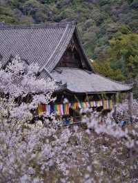 【奈良×桜】広大な境内をピンクに染める桜スポットを紹介🌸
