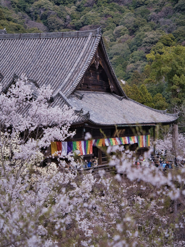 【奈良×桜】広大な境内をピンクに染める桜スポットを紹介🌸