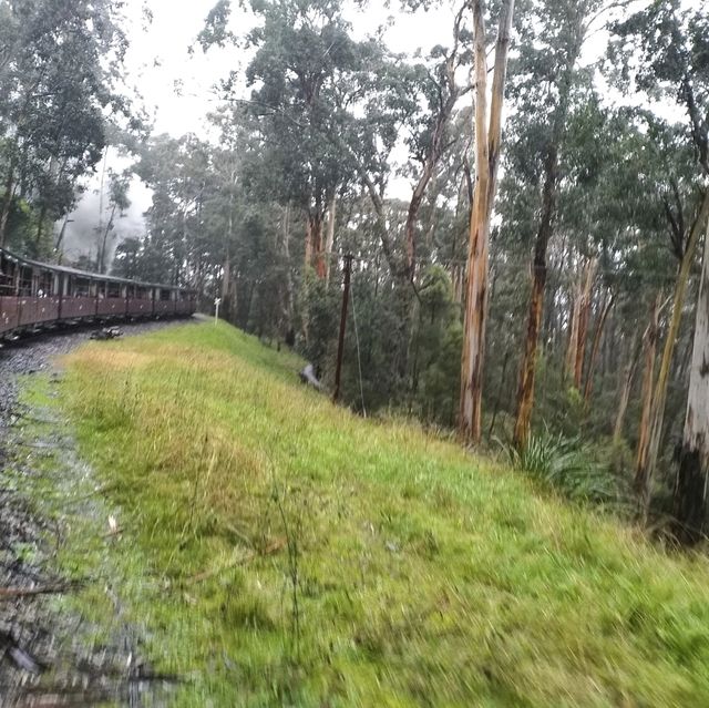 The Koala Express