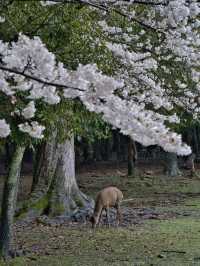 【奈良×桜】奈良観光の定番「奈良公園」で楽しむ桜🌸※鹿と撮るコツ付き