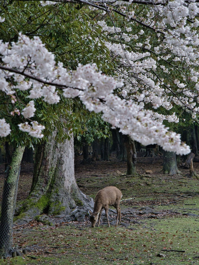 【奈良×桜】奈良観光の定番「奈良公園」で楽しむ桜🌸※鹿と撮るコツ付き