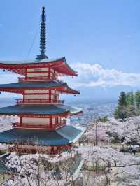 【山梨・桜】海外からも大絶賛✨「the 日本の絶景」が見られる桜のスポット🌸🇯🇵