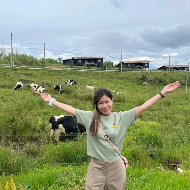 WinHKFlight Kundasang Desa Dairy Farm🐄